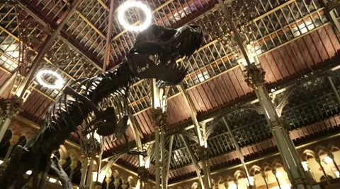 T Rex Skeleton Video stock 44520589