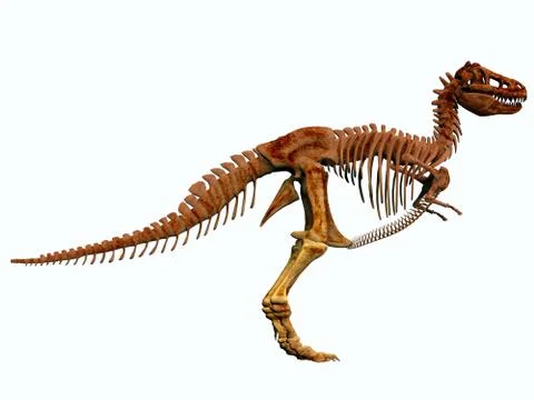 T-rex skeleton Stock Illustration