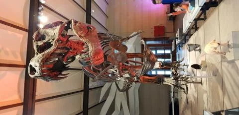T-rex skeleton in a museum Stock Photos