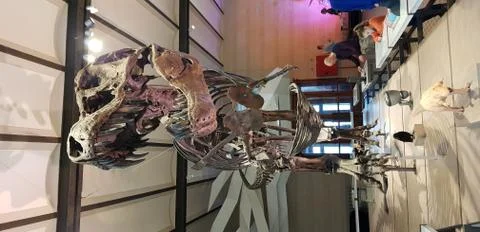 T-rex skeleton in a museum Stock Photos