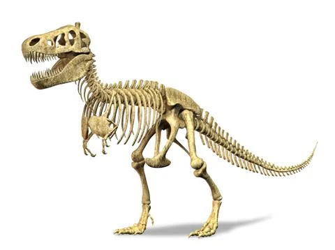 T-Rex skeleton. on white background. Clipping path included. Stock Illustration