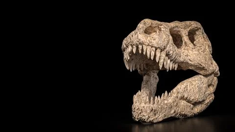 The T rex Skull for Education Or sci concept 3d Rendering. Stock Illustration