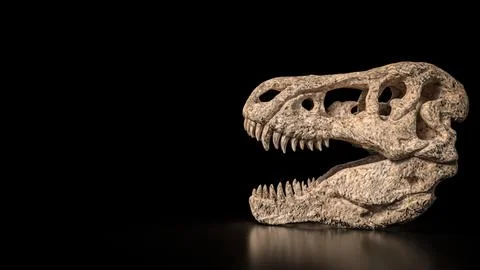 The T rex Skull for Education Or sci concept 3d Rendering. Stock Illustration