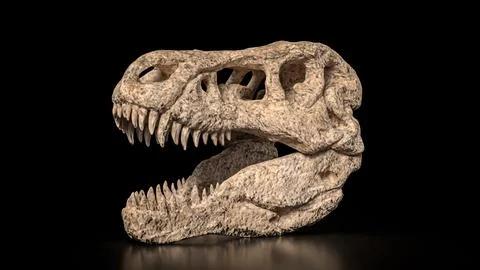 The T rex Skull for Education Or sci concept 3d Rendering. Stock Illustration