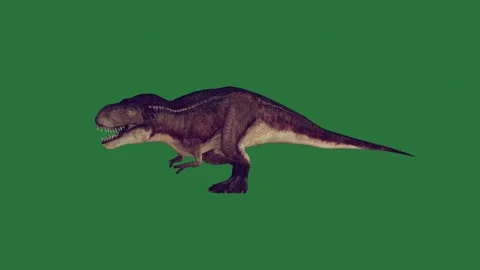 A t - rex walking on green screen and dinosaur motion composition gesture Vídeo Stock 335147777