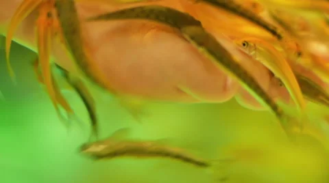 T026 fish closeup Stock Footage 51124759