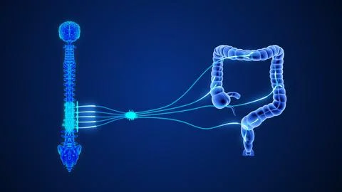 T10 - L2 The sympathetic nerve pathway to the large intestine 3d illustration Stock Illustration