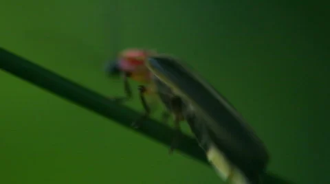 T194 lightning bug insect Stock Footage 751069