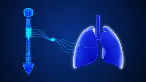 T2 to T6 - The sympathetic nerve pathway to the lungs 3d illustration Stock Illustration