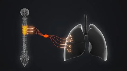 T2 to T6 - The sympathetic nerve pathway to the lungs 3d illustration Stock Illustration