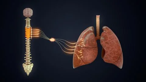 T2 to T6 - The sympathetic nerve pathway to the lungs 3d illustration Stock Illustration