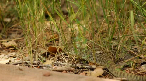 T204 rattlesnake slither rattle snake grass reptile Stock Footage