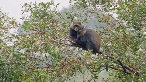 T4P3723two sleeping blue monkeys or diademed monkey (Cercopithecus mitis) Stock Footage 158450045