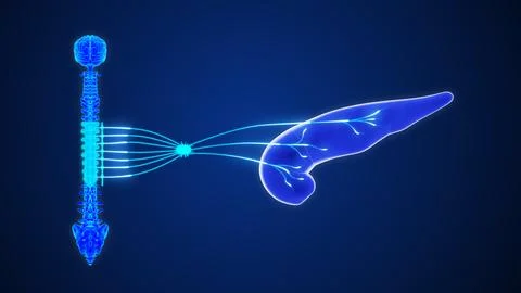 T5 to T12 Sympathetic nerve Pathway to the pancreas 3d illustration Stock Illustration