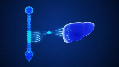 T7 to T12 - The sympathetic nerve pathway to the liver 3d illustration Stock Illustration