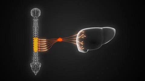 T7 to T12 - The sympathetic nerve pathway to the liver 3d illustration Stock Illustration
