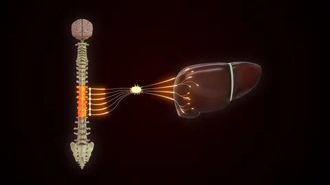 T7 to T12 - The sympathetic nerve pathway to the liver 3d illustration Stock Illustration