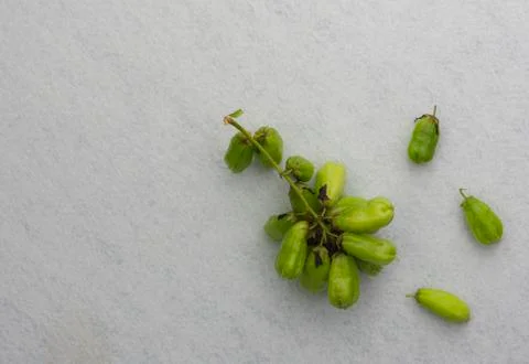 Ta-ling Pling on the floor. Stock Photos