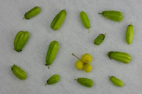 Ta-ling Pling on the floor. Stock Photos