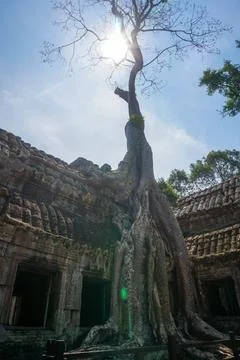 Ta Phrom temple with trees growing from the rocks (which inspired Tombraide.. Stock Photos