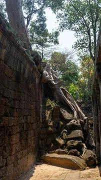 Ta Phrom temple with trees growing from the rocks (which inspired Tombraide.. Stock Photos