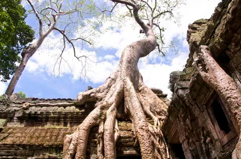 Ta prohm in angkor Stock Photos