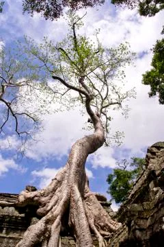 Ta prohm in angkor Stock Photos