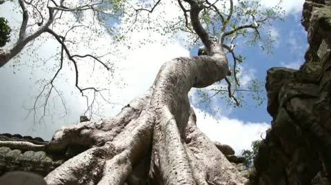 Ta Prohm, Cambodia Video stock 11148450