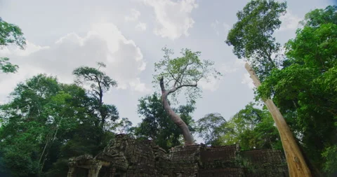 Ta Prohm with Morning Light in Angkor, Siem Reap, Cambodia Stock Footage 149210699