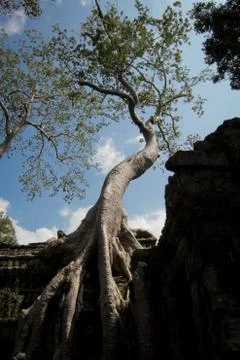 Ta Prohm Foto stock