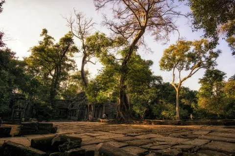 Ta prohm Stock Photos
