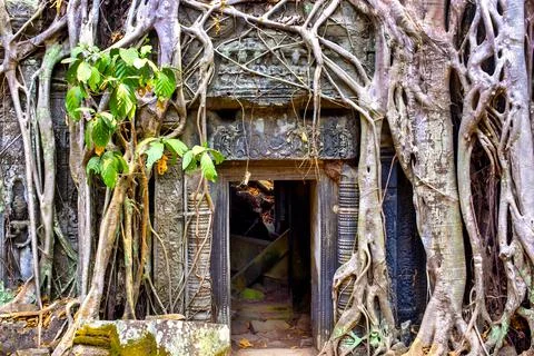 Ta Prohm Stock Photos