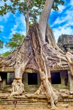 Ta Prohm Stock Photos