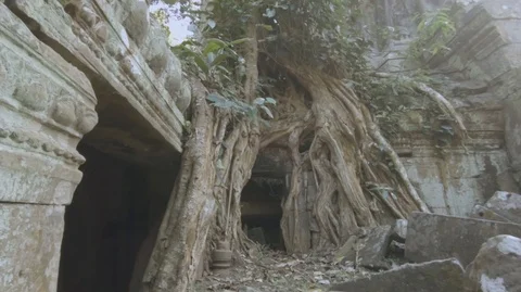 Ta Prohm temple at Angkor, built in the 13th century. Cambodia (B) Stock Footage 99739700