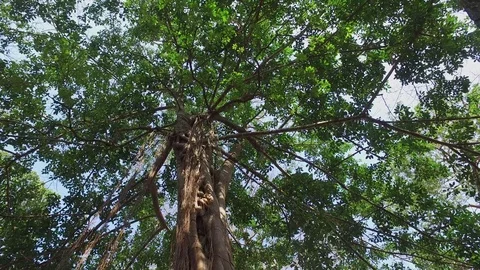 Ta Prohm Temple Interior Structure And Trees Stock Footage 73242701