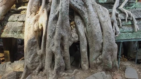 Ta Prohm Temple Interior Wall Stock Footage 73242074