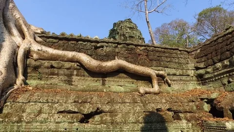 Ta Prohm Temple Interior Wall And Roots Stock Footage 73242304