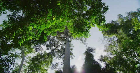 Ta Prohm Temple with Morning Light in Angkor, Siem Reap, Cambodia Stock Footage 149266804