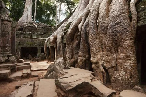 Ta Prohm temple 스톡 사진
