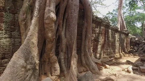 Ta Prohm Temple Structure And Tree Roots Stock Footage 73241939