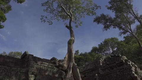 Ta prohm temple trees overgrown tilt down Stock Footage 226951034