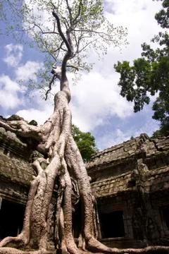 Ta prohm tree Stock Photos