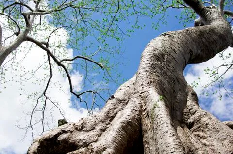 Ta prohm tree Stock Photos