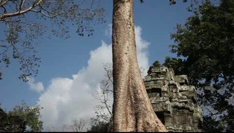 Ta Prohm_LDA N 00649 Stock Footage 10560118