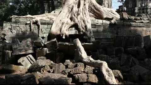 Ta Prohm_LDA N 00650 Stock Footage 10763175