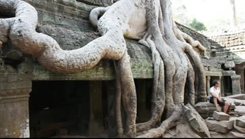 Ta Prohm_LDA N 00659 Stock Footage 10560174