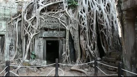 Ta Prohm_LDA N 00661 Video stock 10560189