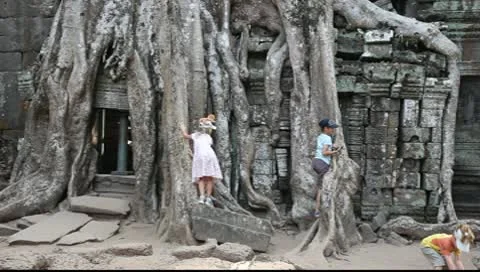 Ta Prohm_LDA N 00664 Stock Footage 10560200