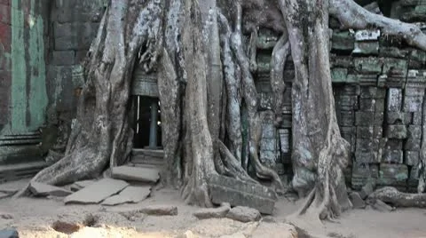 Ta Prohm_LDA N 00665 Stock Footage 10560202