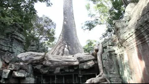 Ta Prohm_LDA N 00667 Stock Footage 10560219
